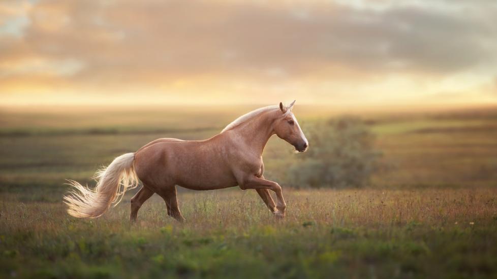 Palomino horse run gallop in meadow at sunset light